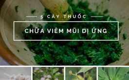 Thuốc nam chữa viêm mũi dị ứng mang lại nhiều lợi ích