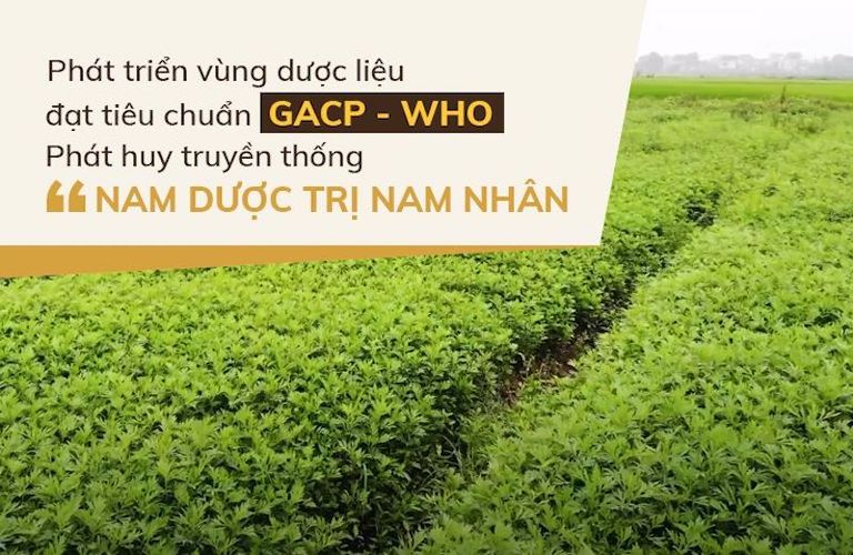 Vườn dược liệu an toàn, chất lượng của Đỗ Minh Đường