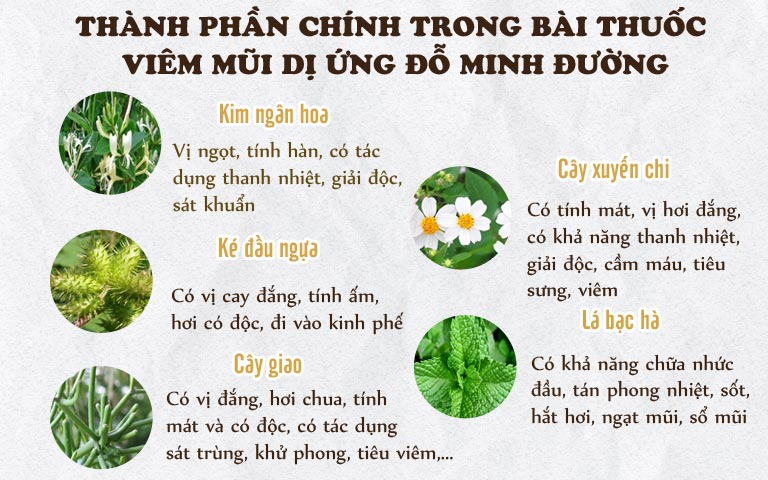 Thành phần bài thuốc viêm mũi dị ứng Đỗ Minh Đường