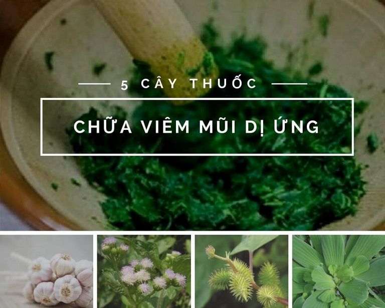 Thuốc nam chữa viêm mũi dị ứng mang lại nhiều lợi ích