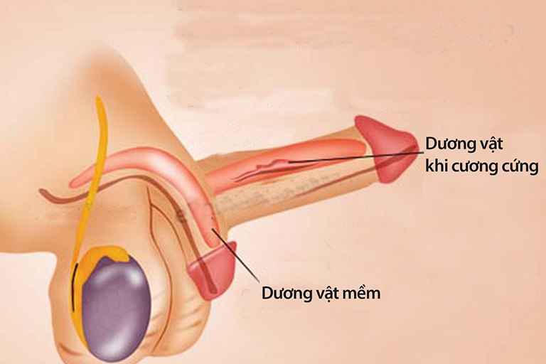 Hình ảnh dương vật trong trạng thái xìu và cương cứng